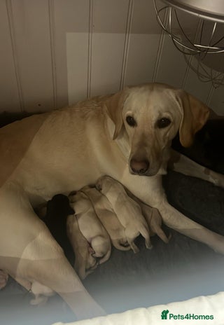 Labrador Retriever dogs - Advert 13