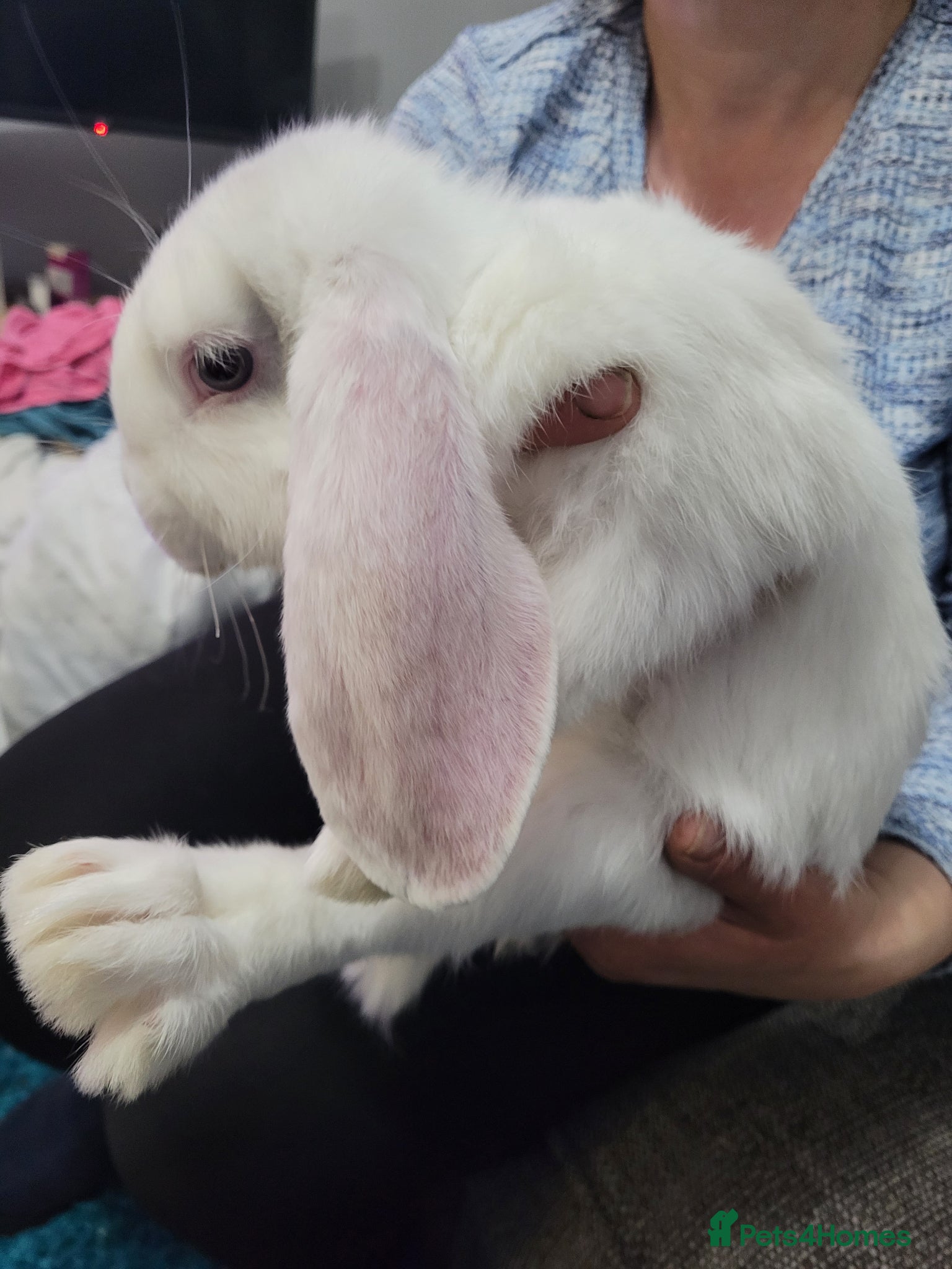 French Lop rabbits Pure Bred French Lop babies vaccinated with Yurvac - Advert 2