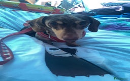 Mixed Breed dogs for sale: Doxiepoos  - Image 16