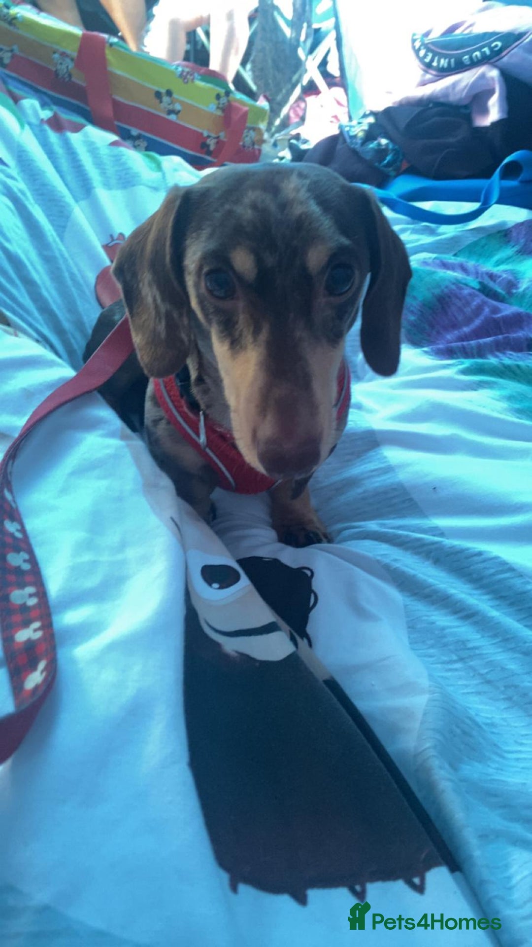 Mixed Breed dogs for sale: Doxiepoos  - Image 16