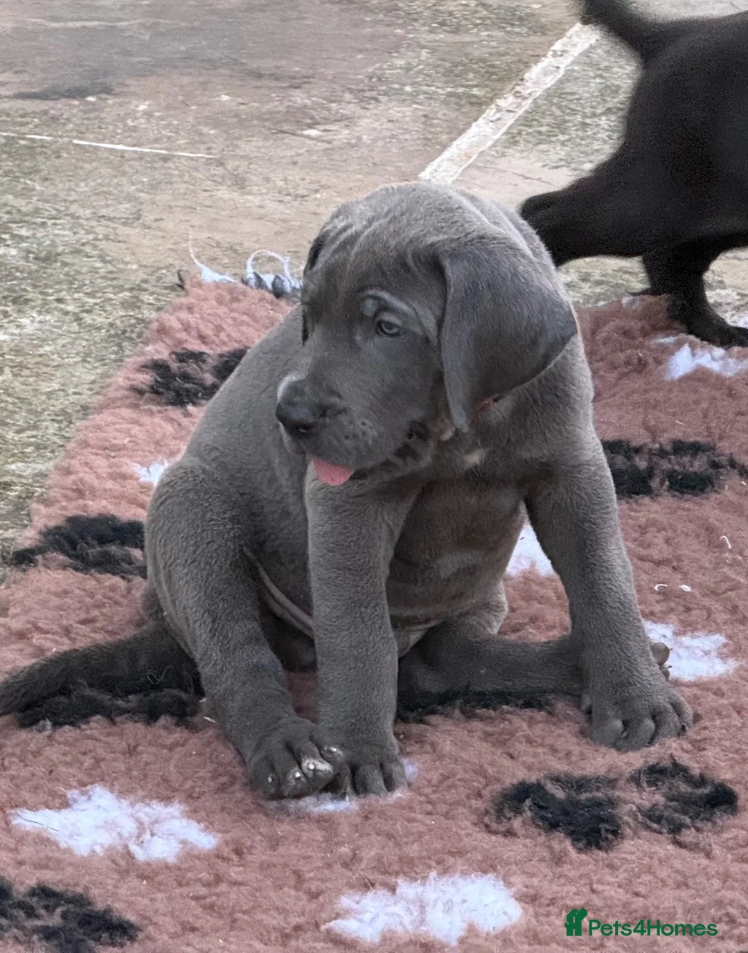 Great Dane dogs for sale: Blue & black puppies waiting for loving homes. in Worksop - Advert 11