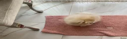 Pomeranian dogs for sale: Gorgeous Pom Boy - Advert 7