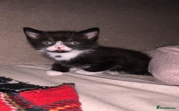 Mixed Breed cats for sale: 4 Cute Cuddly Kittens  - Image 4