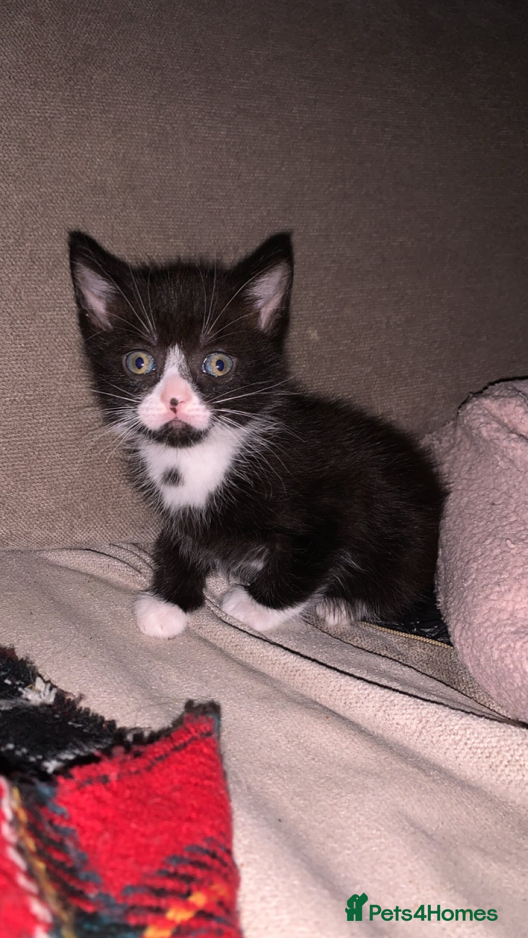 Mixed Breed cats for sale: 4 Cute Cuddly Kittens  - Image 4