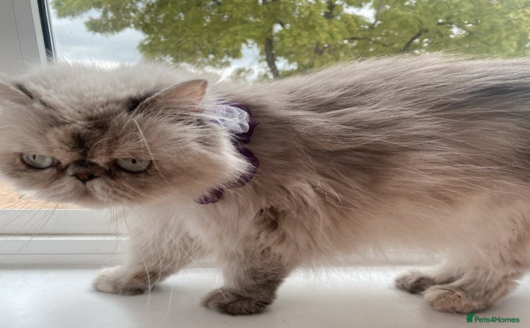 Persian cats - Advert 10