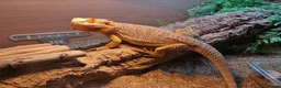 Bearded Dragon reptiles for sale: Mango the bearded dragon  in Harlow - Advert 6