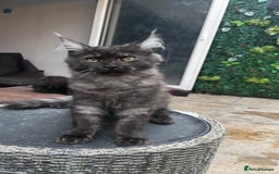 Maine Coon cats for sale: Pure Pedigree Maine Coon kittens | Black Smoke | - Advert 3