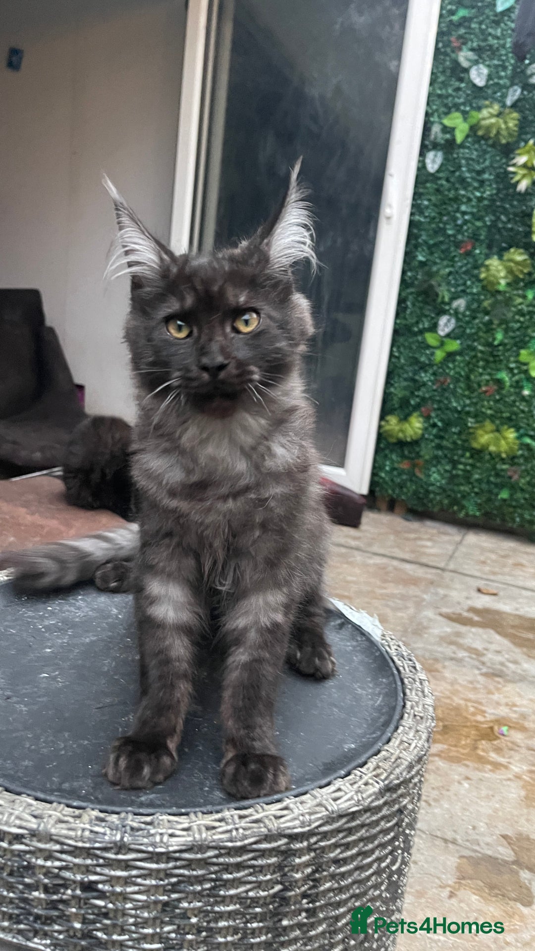 Maine Coon cats for sale: Pure Pedigree Maine Coon kittens | Black Smoke | - Advert 3