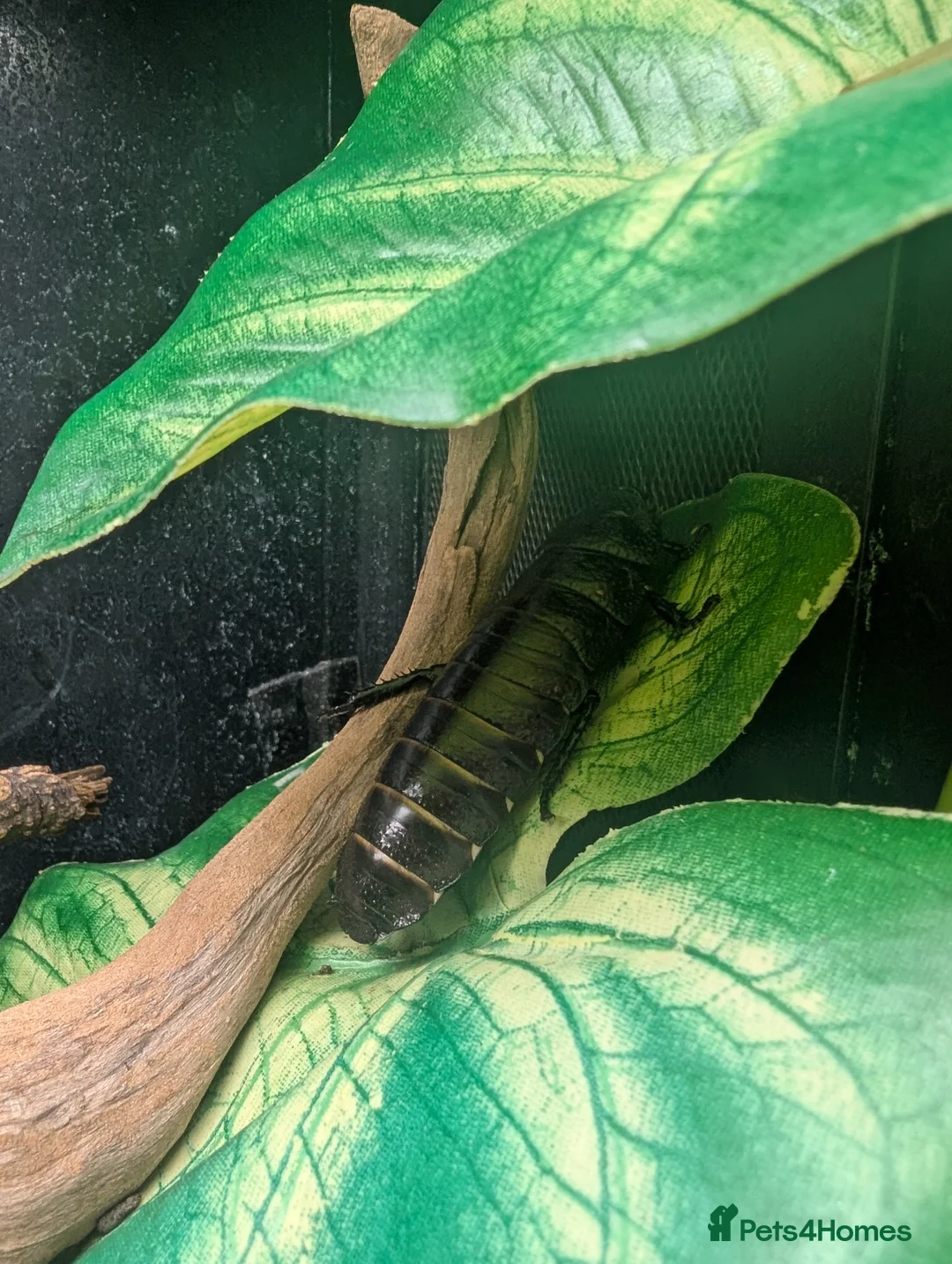 Cockroaches invertebrates for sale: Madagascan hissing cockroach in Tamworth - Advert 2