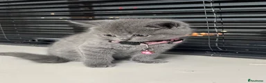 British Shorthair 1