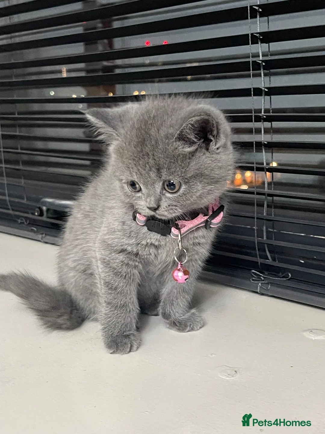 British Shorthair cats for sale: Female  - Advert 1