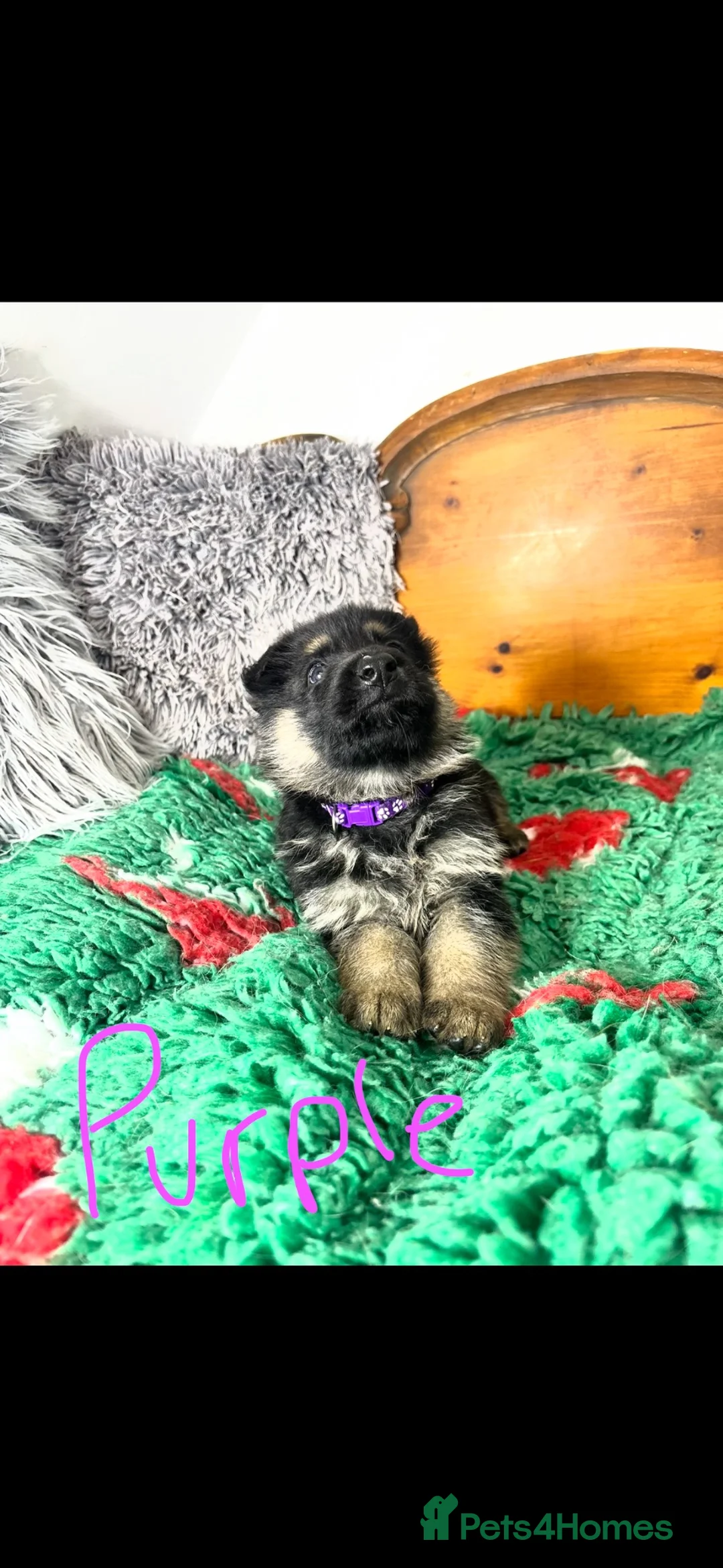 German Shepherd dogs for sale: 9 German shepherd puppies - Advert 27