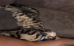 Bengal cats for sale: Half bengal boy kitten 16 weeks old  - Image 2
