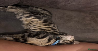 Bengal cats - Advert 10