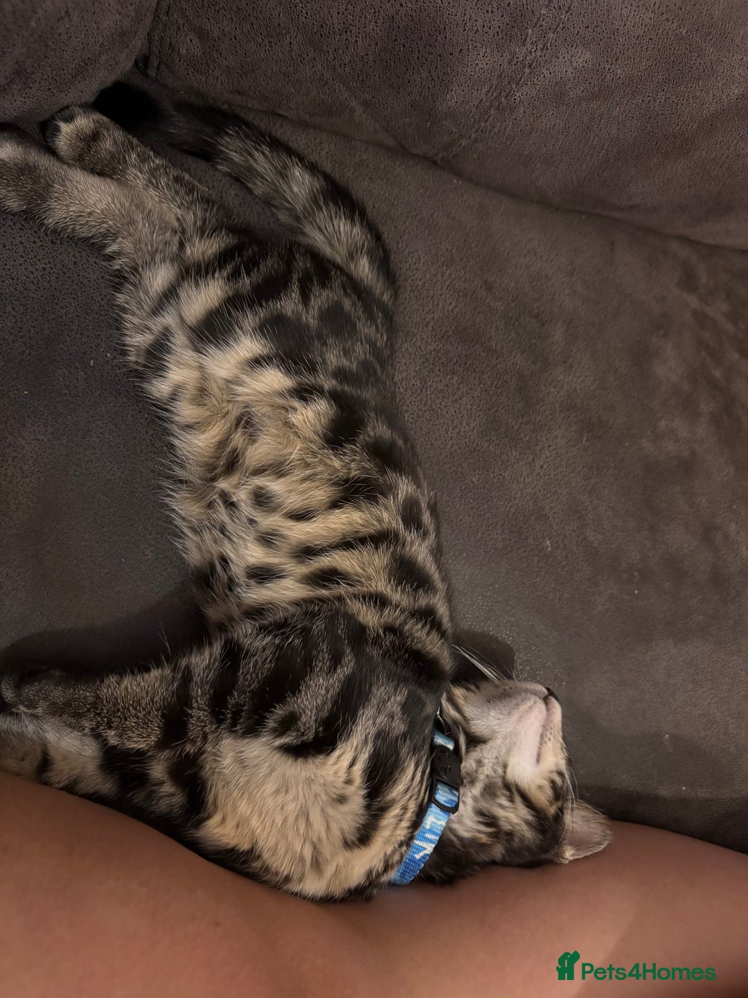 Bengal cats for sale: Half bengal boy kitten 16 weeks old  - Image 2