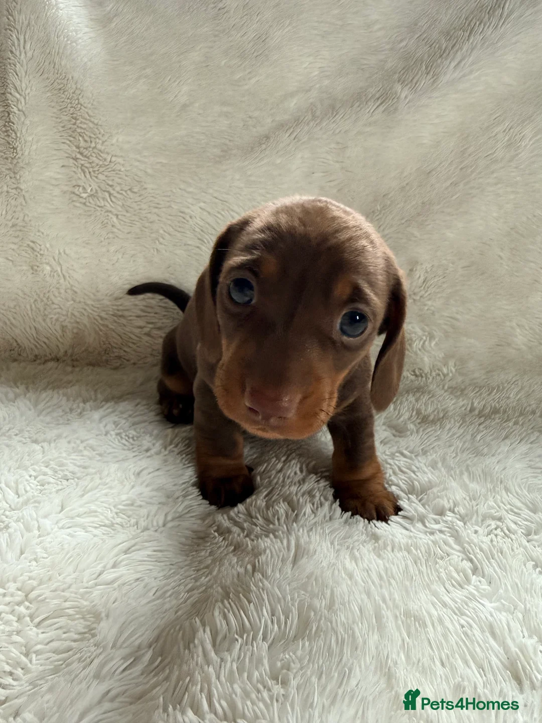 Miniature Dachshund dogs for sale: Mini daxi pups 🐶  ready from March 2026! in Maldon - Advert 4