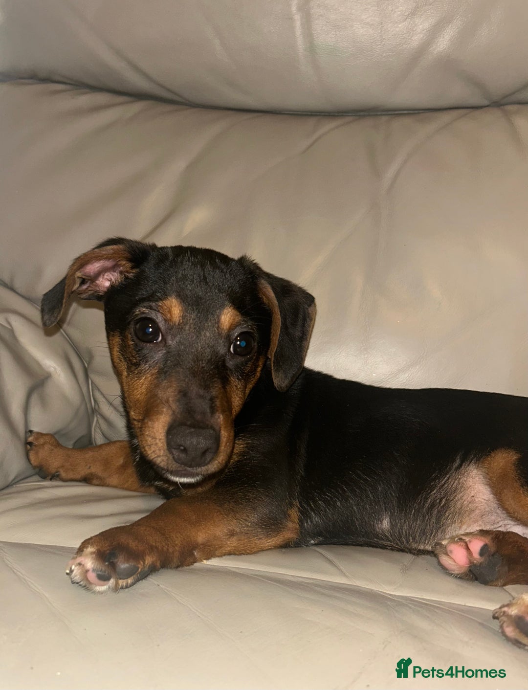 Dachshund dogs for sale: Male dachshund puppy - Advert 1