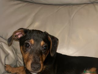 Dachshund dogs Male dachshund puppy - Advert 3