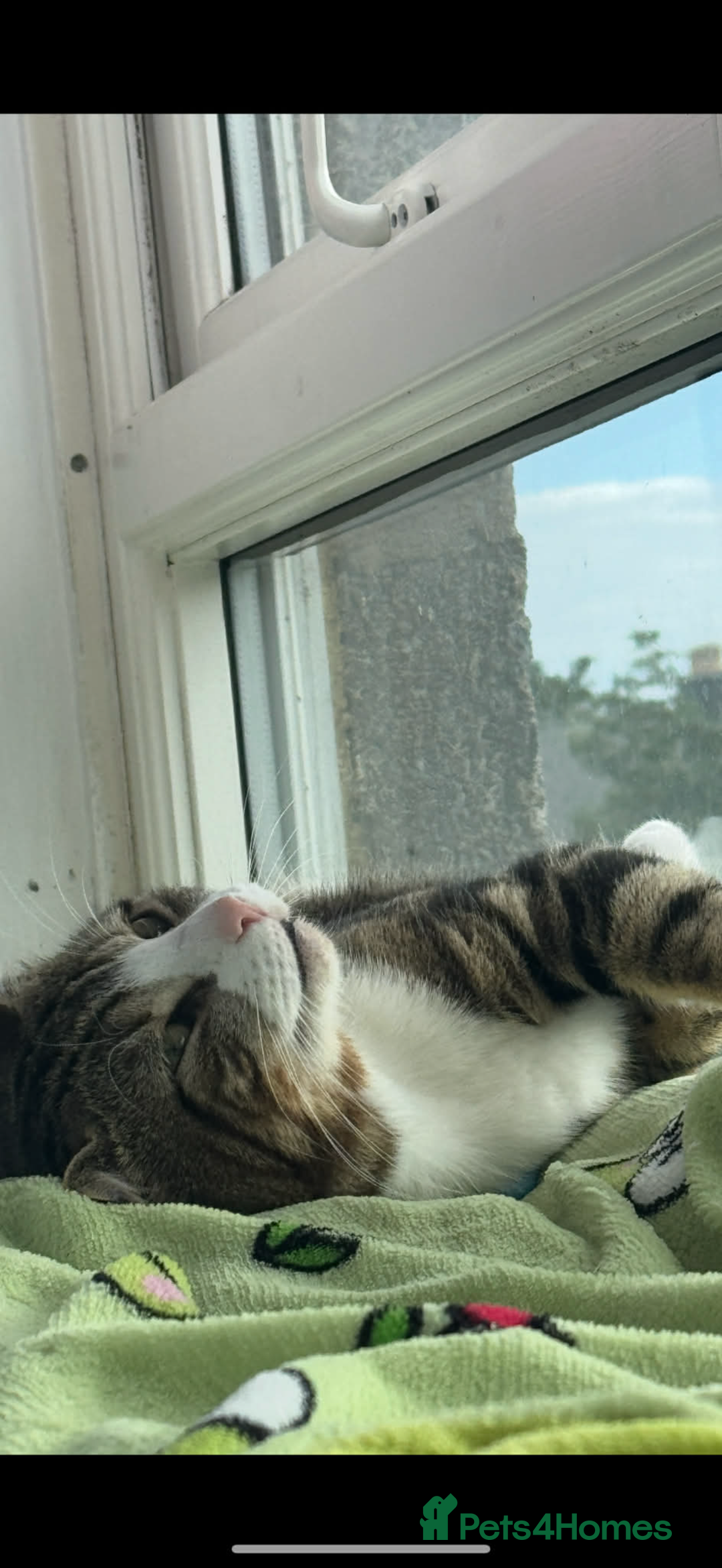 European cats for sale: 3 Gentle Kitten and 1 Old Cat Boy - Advert 5