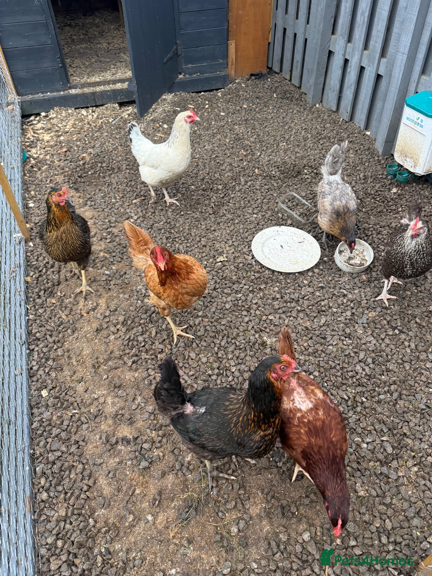 Chickens poultry Laying hen - Advert 2