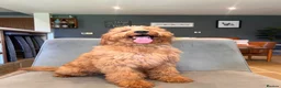 Goldendoodle dogs for sale: Mini Irishdoodle Ready now! health tested parents - Advert 8