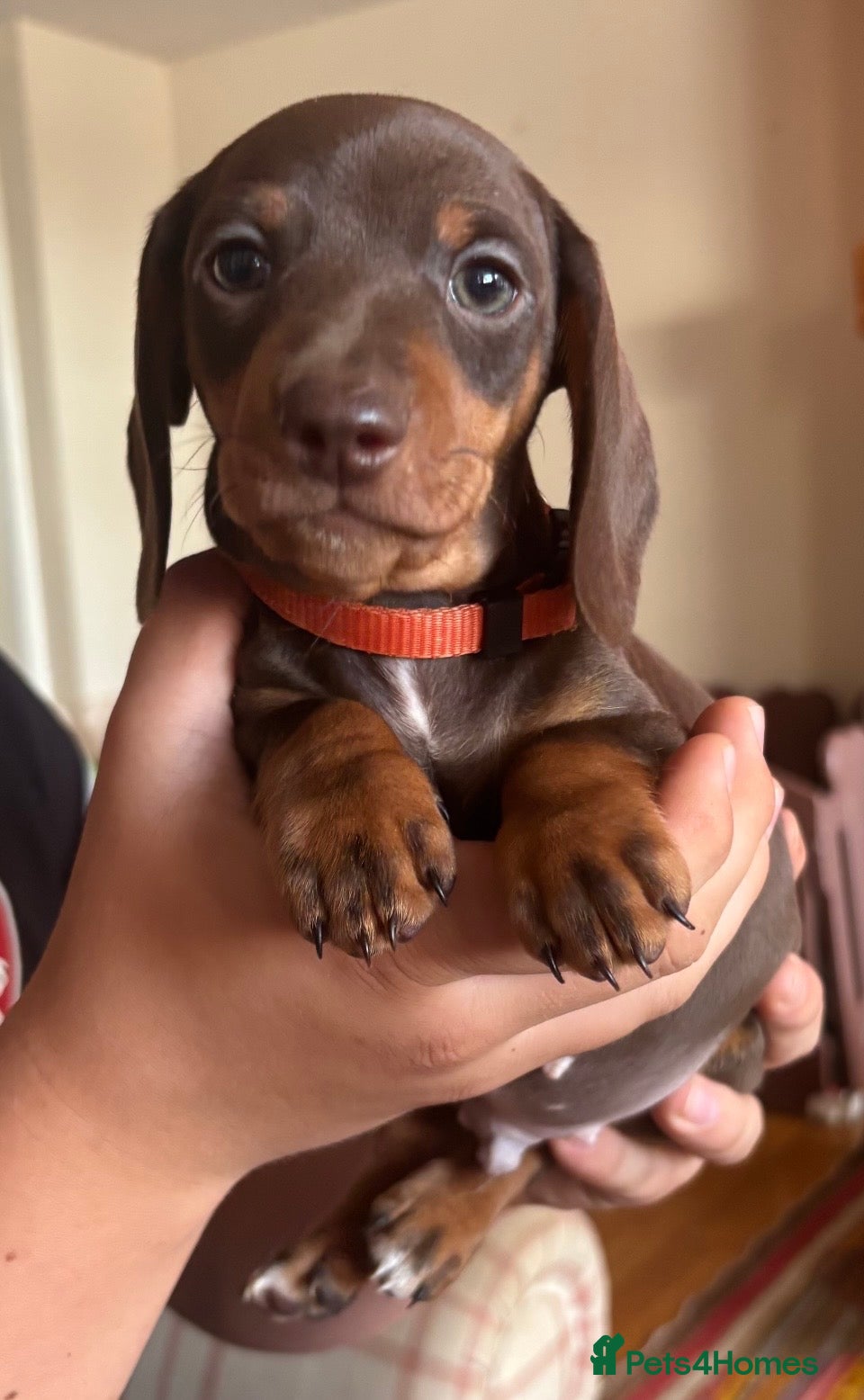 Dachshund dogs Standard Dachshund Puppies - Advert 2