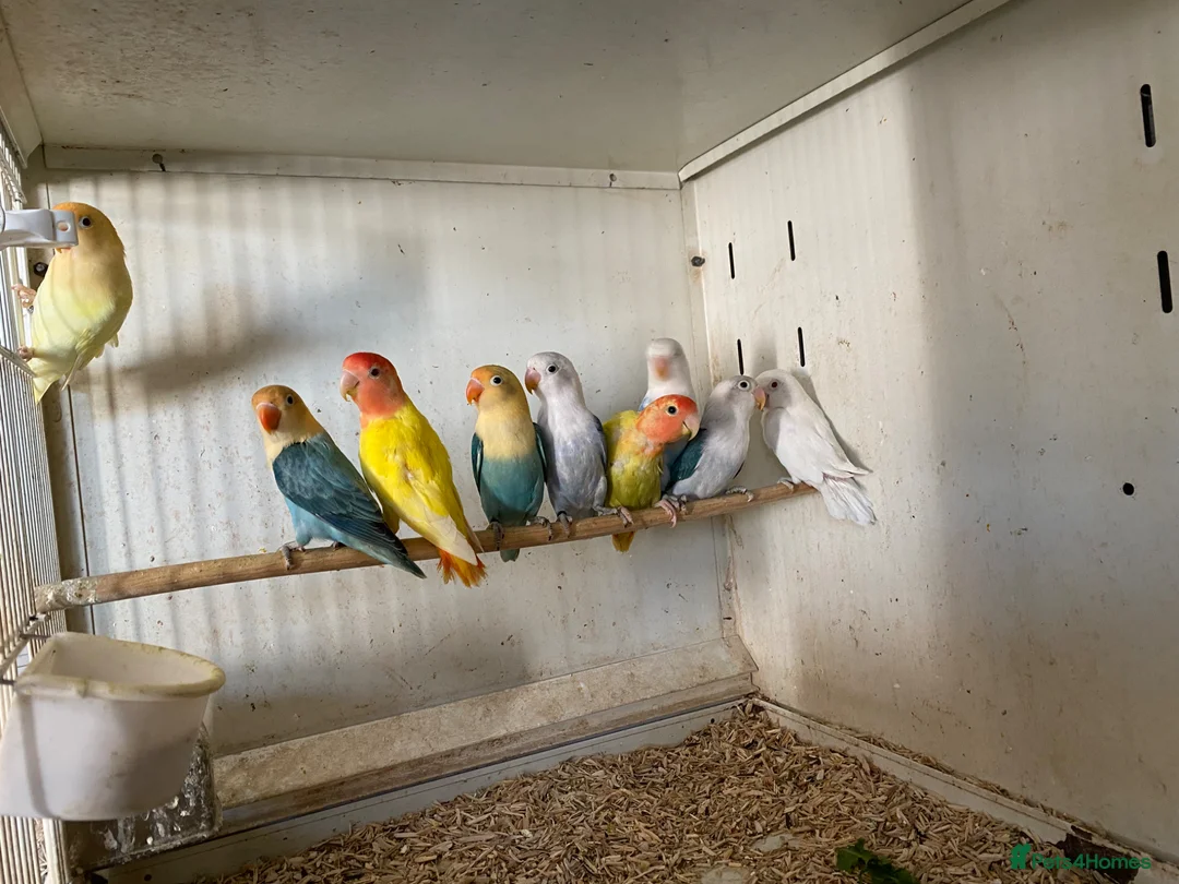 Lovebirds birds for sale: Fischer’s and peach face lovebirds young  - Advert 10