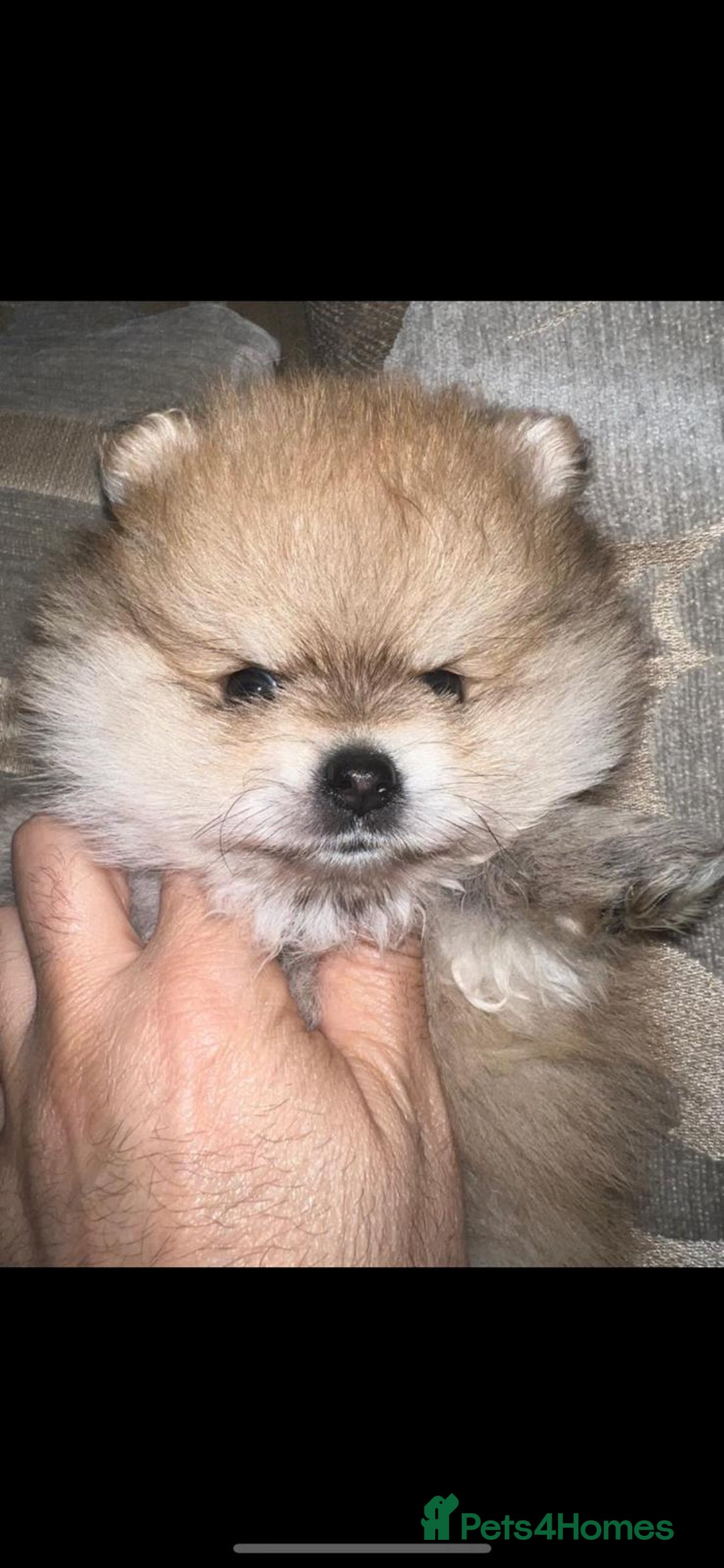 Pomeranian dogs for stud: KC PURE WHITE RUSSIAN POM  - Advert 6