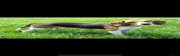 Beagle dogs for sale: Beautiful Beagle - Advert 4