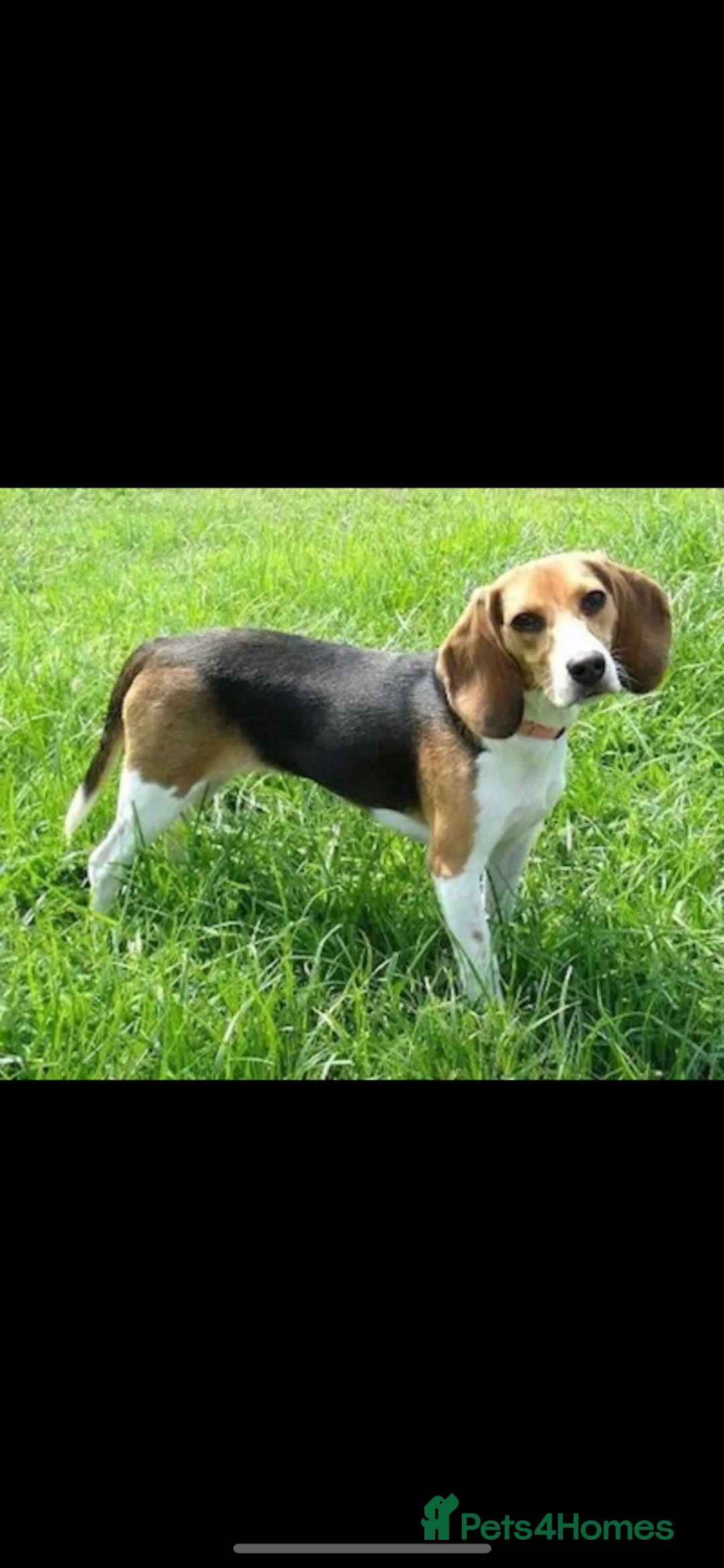 Beagle dogs for sale: Beautiful Beagle - Advert 4
