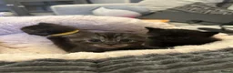 Scottish Fold cats for sale: Ragdoll x Scottish Fold - litter of 4!  - Advert 12