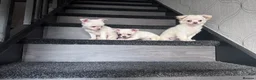 Chihuahua dogs for sale: Amazing puppys in hull - Advert 4