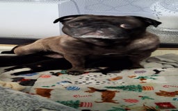 Pug dogs for sale: Boy pug - Image 4
