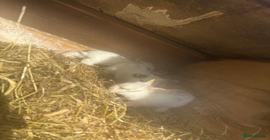 Mini Lop rabbits - Advert 2