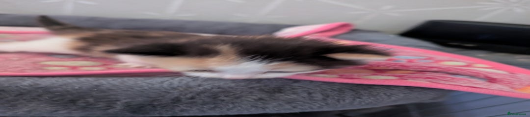 Maine Coon Kitten 1