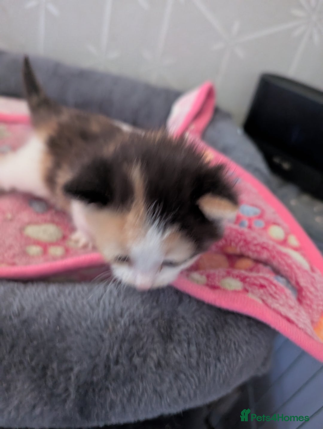 Maine Coon cats for sale: Maine coone Cross  - Image 4