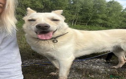 Mixed Breed dogs for adoption: Buddy - Norwich Norfolk  - Image 35