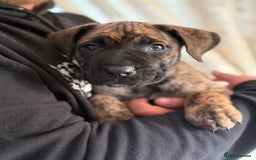 Presa Canario dogs for sale: Kovu  - Image 6