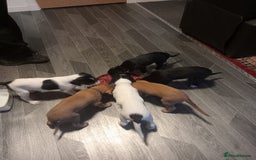 Mixed Breed dogs for sale: Pups for sale - Image 1