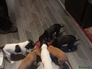 Mixed Breed dogs for sale - Advert 1