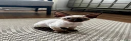 Devon Rex cats for sale: Gorgeous Pedigree Devon Rex Chocolate Point Boy  - Advert 7
