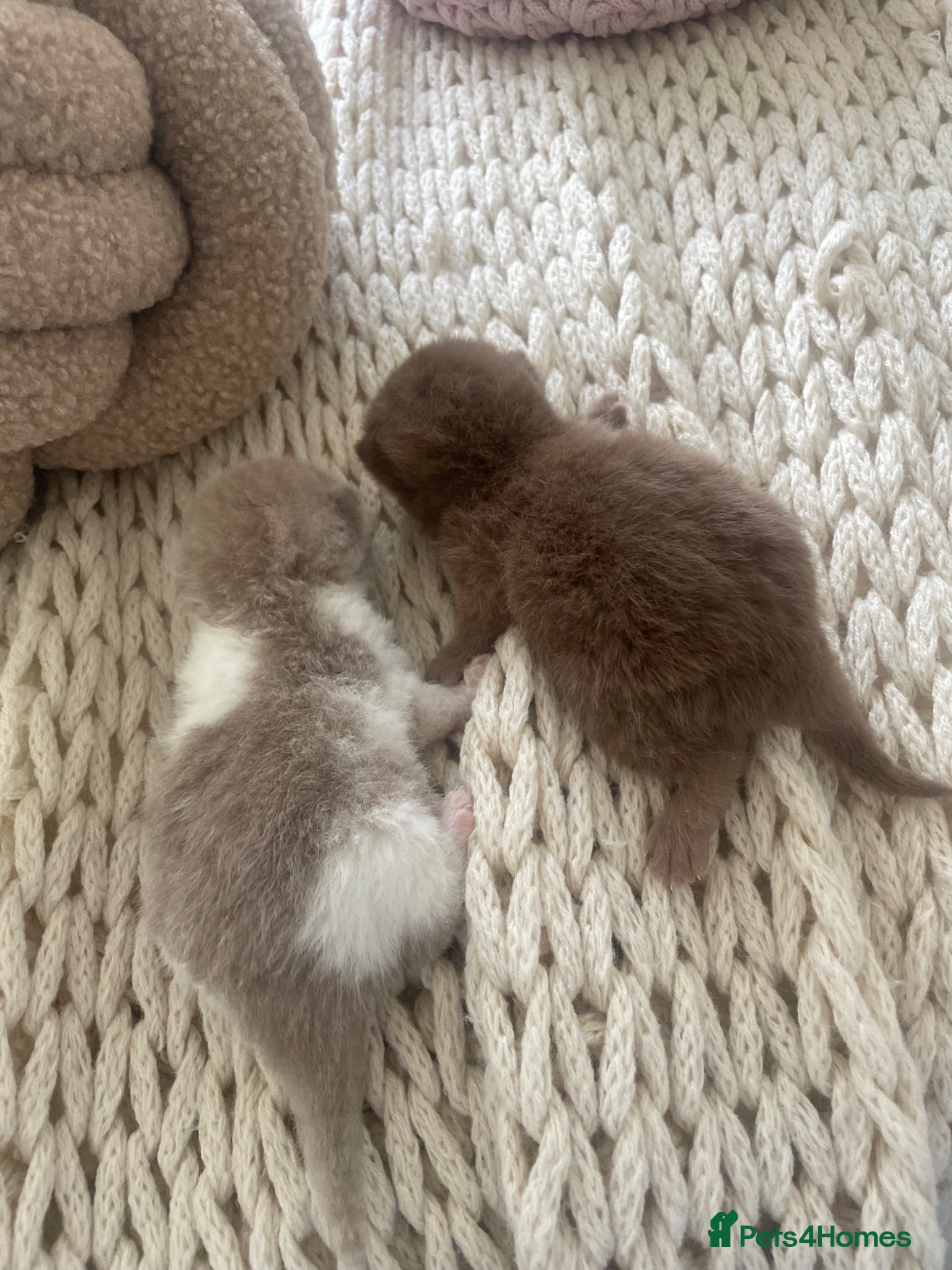 British Shorthair cats 😻CINNAMON😻Champion bloodlines British Shorthair  - Advert 1