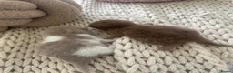 British Shorthair cats for sale: 😻CINNAMON😻Champion bloodlines British Shorthair  - Advert 1