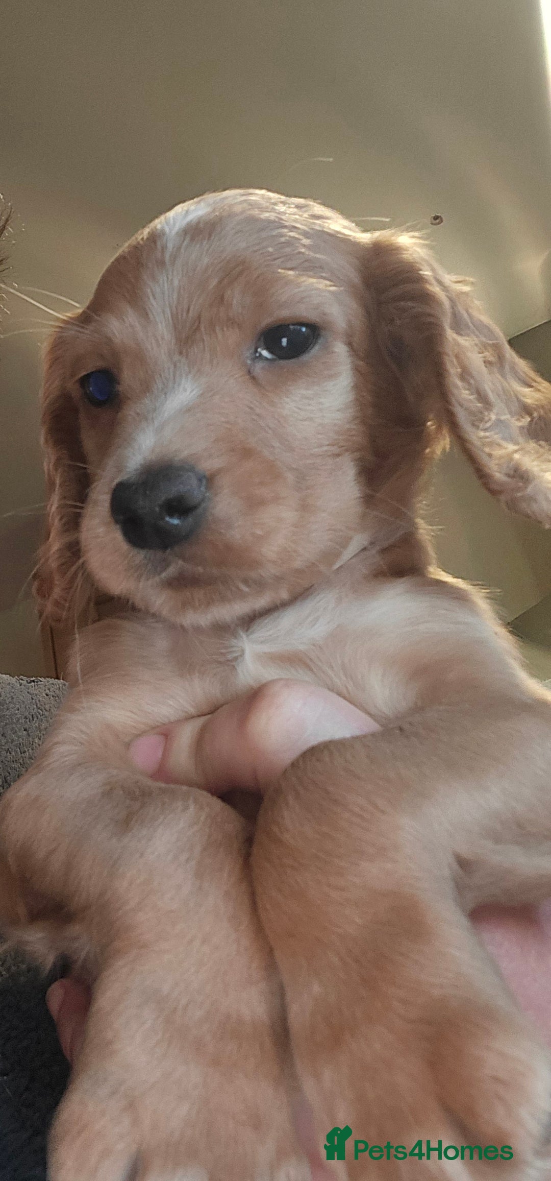 Cocker Spaniel dogs for sale: KC REGISTERED COCKER SPANIEL WORKING LINE PUPS  - Image 15