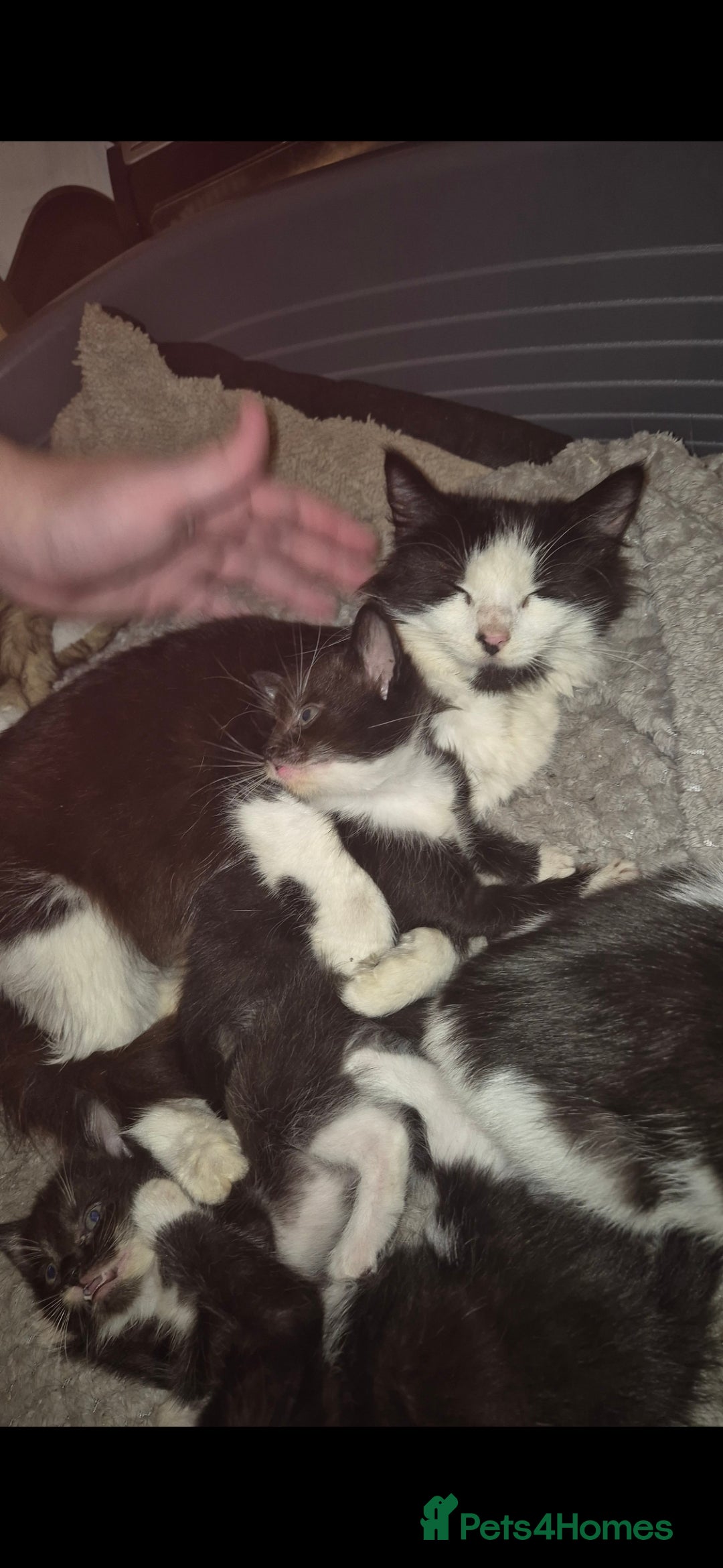 Mixed Breed cats for sale: Kittens ready now - Image 3