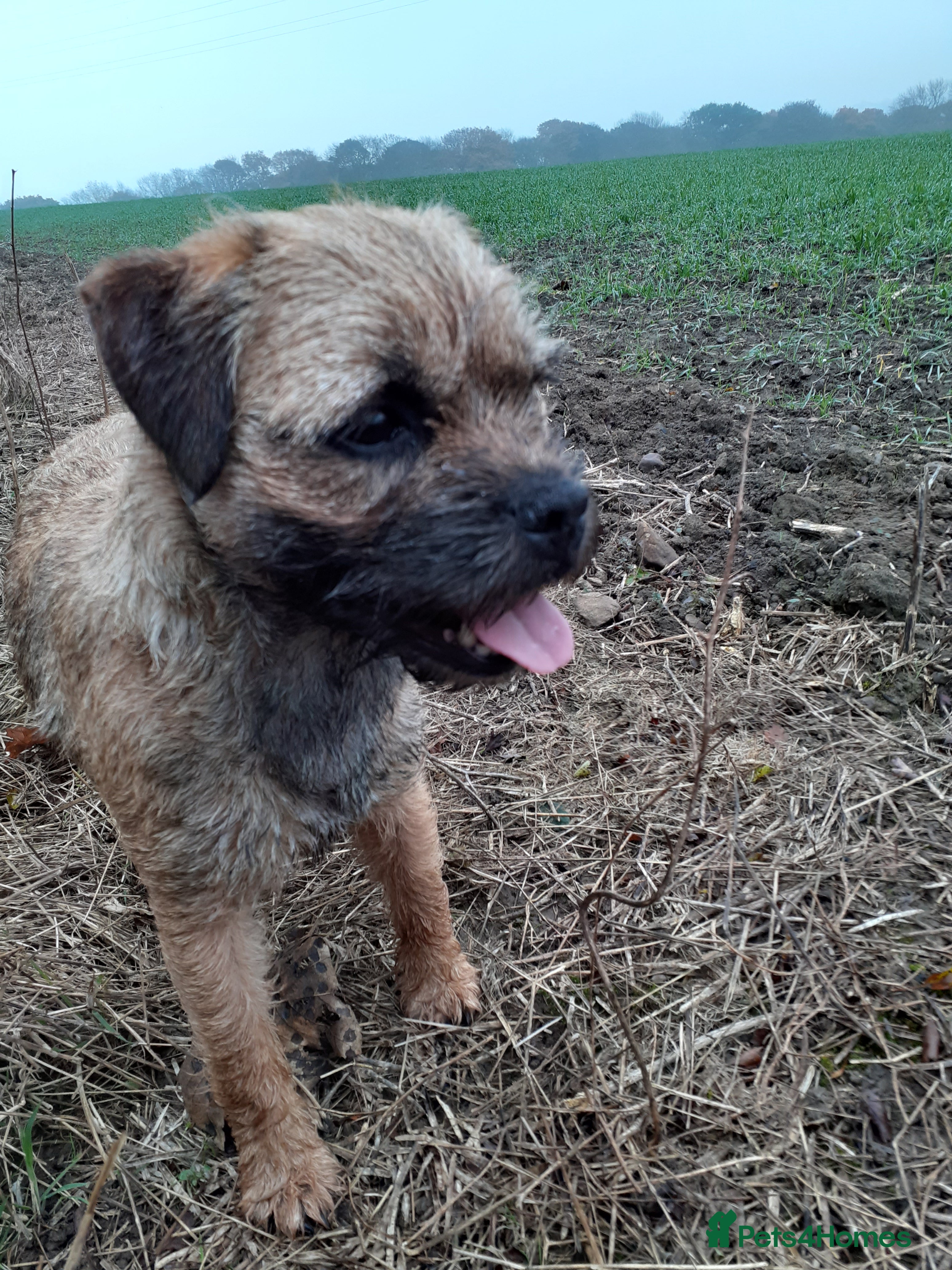 Border Terrier dogs Boarder Terrier Bitch  - Advert 4