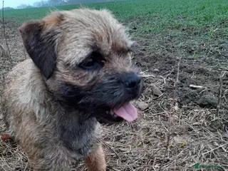 Border Terrier dogs Boarder Terrier Bitch - Advert 4