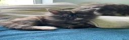 Maine Coon cats for sale: TICA - Only 1 stunning Maine coon girl left - Advert 31