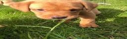 Labrador Retriever dogs for sale: Beautiful kc registered fox red labrador puppies - Advert 3