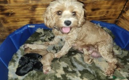 Cavapoo dogs for sale: F2 Cavapoo Gorgeous Babies!  - Image 18